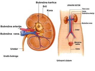 Građa bubrega
Urinarni sistem
 