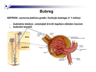Bubreg
NEFRON– osnovna jedinica građe i funkcije bubrega (> 1 milion)
1. bubrežno telašce– smotuljak krvnih kapilara obložen čaurom
2. bubrežni kanalić
kora
moždina
 