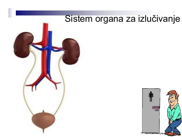 Sistem organa za izlučivanje