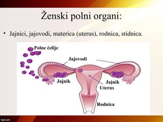 Ženski polni organi:
• Jajnici, jajovodi, materica (uterus), rodnica, stidnica.
Jajnik Jajnik
Uterus
Jajovodi
Polne ćelije
Rodnica
 
