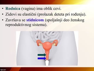 • Rodnica (vagina) ima oblik cevi.
• Zidovi su elastični (prolazak deteta pri rođenju).
• Završava se stidnicom (spoljašnji deo ženskog
reproduktivnog sistema).
 