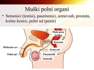 Muški polni organi
• Semenici (testisi), pasemenici, semevodi, prostata,
kožne kesice, polni ud (penis)
Semevod
Semenik
Pasemenik
Prostata
Mokraćna
bešika
Mokaćna cev
Polni ud
 