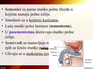 • Semenici su parne muške polne žlezde u
kojima nastaju polne ćelije.
• Smešteni su u kožnim kesicama.
• Luče muški polni hormon (testosteron).
• U pasemenicima dozrevaju muške polne
ćelije.
• Semevodi se nastavljaju na pasemenike. Kroz
njih se kreću muške polne ćelije.
• Ulivaju se u mokraćnu cev.
 