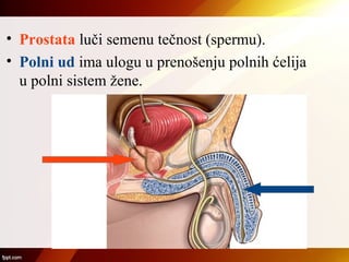 • Prostata luči semenu tečnost (spermu).
• Polni ud ima ulogu u prenošenju polnih ćelija
u polni sistem žene.
 