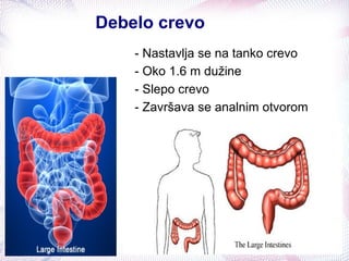 Debelo crevo
- Nastavlja se na tanko crevo
- Oko 1.6 m dužine
- Slepo crevo
- Završava se analnim otvorom
 