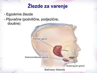 Žlezde za varenje
- Egzokrine žlezde
- Pljuvačne (podvilične, podjezične,
doušne)
 