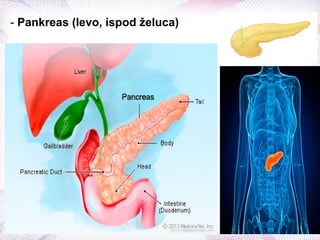 - Pankreas (levo, ispod želuca)
 
