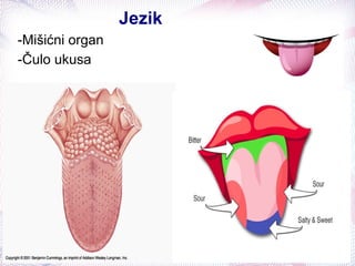 Jezik
-Mišićni organ
-Čulo ukusa
 
