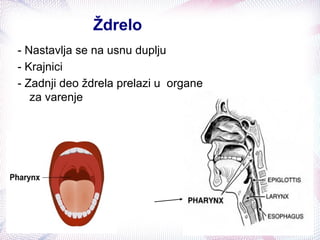 Ždrelo
- Nastavlja se na usnu duplju
- Krajnici
- Zadnji deo ždrela prelazi u organe
za varenje
ždrelo
 