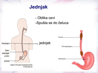Jednjak
- Oblika cevi
-Spušta se do želuca
jednjak
 