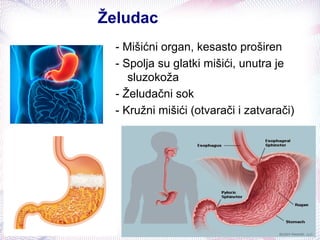 Želudac
- Mišićni organ, kesasto proširen
- Spolja su glatki mišići, unutra je
sluzokoža
- Želudačni sok
- Kružni mišići (otvarači i zatvarači)
 