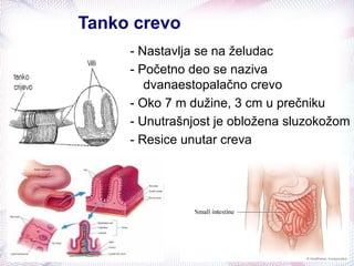 Tanko crevo
- Nastavlja se na želudac
- Početno deo se naziva
dvanaestopalačno crevo
- Oko 7 m dužine, 3 cm u prečniku
- Unutrašnjost je obložena sluzokožom
- Resice unutar creva
 