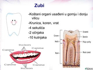 Zubi
-Koštani organi usađeni u gornju i donju
vilicu
-Krunica, koren, vrat
-4 sekutića
-2 očnjaka
-10 kutnjaka
 