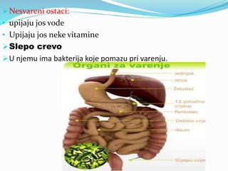 Nesvareni ostaci:
• upijaju jos vode
• Upijaju jos neke vitamine
Slepo crevo
U njemu ima bakterija koje pomazu pri varenju.
 