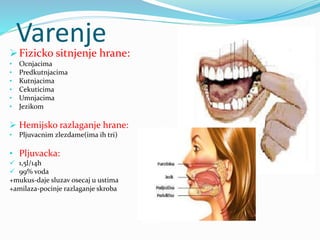 Varenje
Fizicko sitnjenje hrane:
• Ocnjacima
• Predkutnjacima
• Kutnjacima
• Cekuticima
• Umnjacima
• Jezikom
 Hemijsko razlaganje hrane:
• Pljuvacnim zlezdame(ima ih tri)
• Pljuvacka:
 1,5l/14h
 99% voda
+mukus-daje sluzav osecaj u ustima
+amilaza-pocinje razlaganje skroba
 