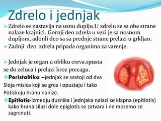 Zdrelo i jednjak
Zdrelo se nastavlja na usnu duplju.U zdrelu se sa obe strane
nalaze krajnici. Gornji deo zdrela u vezi je sa nosnom
dupljom, adonli deo sa sa prednje strane prelazi u grkljan.
Zadnji deo zdrela pripada organima za varenje.
Jednjak je organ u obliku creva.spusta
se do zeluca i prelazi kroz precagu.
Peristaltika –jednjak se sastoji od dva
Sloja misica koji se grce i opustaju i tako
Potiskuju hranu nanize.
Epitlotis-izmedju dusnika i jednjaka nalazi se klapna (epitlotis)
kako hrana silazi dole epiglotis se zatvara i ne mozemo se
zagrcnuti.
 
