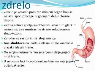 zdreloZdrelo je kesasto prosiren misicni organ koji se
nalazi ispod precage u gornjem delu trbusne
duplje.
Zidovi zeluca spolja su oblozeni snaznim glatkim
misicima, a sa unutrasnje strane zeludacnom
sluzokozom.
Zeludac se sastoji iz tri sloja misica.
Ima sfinktere na ulasku i izlasku i time kontrolise
ulazak i izlazak hrane.
On svojim neizmenicnim grcenjem i dalje gnjeci i
mrvi hranu.
U zelucu se luci hlorovodonicna kiselina koja je jaka i
ubija bakterije.
sfinkter
sfinkter
 