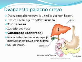Dvanaesto palacno crevo
Dvanaestopalacno crevo je u vezi sa zucnom kesom.
U zucnu kesu iz jetre dolaze zucne soli.
Zucna kesa
Zuc-usitnjava masti
Gusteraca (pankreas)
ima mnostvo enzima za razlaganje
masti,belancevina,ugljenih hidrata.
 Oni luce insulin.
jetra
gusteracaDvanaestopalacno crevo
Zucna kesa
 