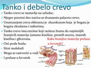 Tanko i debelo crevo
Tanko crevo se nastavlja na zeludac.
Njegov pocetni deo naziva se dvanaesto palacno crevo.
Unutrasnjost creva oblozena je sluzokozom koja je bogata je
bogata zlezdama i naborima.
Tanko crevo ima enzime koji razlazu hranu du najsitnijih
hranjivih materija (amuno kiseline, prostih secera, masnih
kiselina i glicerona. Kako hranjive materije prelaze
Oni posle budu: u krvotok?
• Sitni molekuli
• Mogu se rastvoriti u vodi
• I prelaze u krvotok
 
