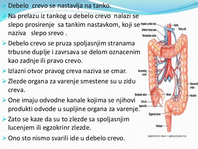 Sistem organa za varenje