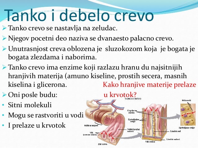 Sistem organa za varenje