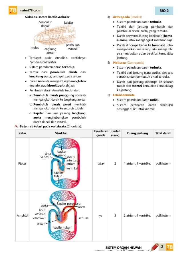 MATERI Sistem organ KELAS XI SMA
