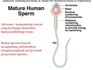 Comprehensive Overview of Human Male and Female Reproductive Organs and ...