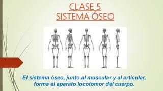 CLASE 5
SISTEMA ÓSEO
El sistema óseo, junto al muscular y al articular,
forma el aparato locotomor del cuerpo.
 