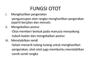 FUNGSI OTOTMenghasilkanpergerakan-penguncupanototrangkamenghasilkanpergerakansepertiberjalandanmenulisMengekalkanpostur-Ototmemberibentukpadamanusiamenyokong-tubuhbadandanmengekalkanpostur.Menstabilkansendi	-Selainmenariktulang-tulanguntukmenghasilkan	-pergerakan, otot-ototjugamembantumenstabilkan-sendi-sendirangka