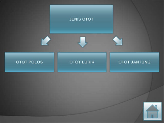 Sistem otot Sistem otot