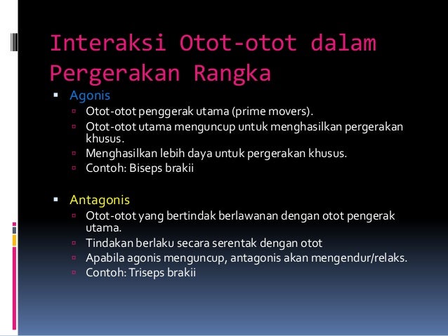 Sistem Otot