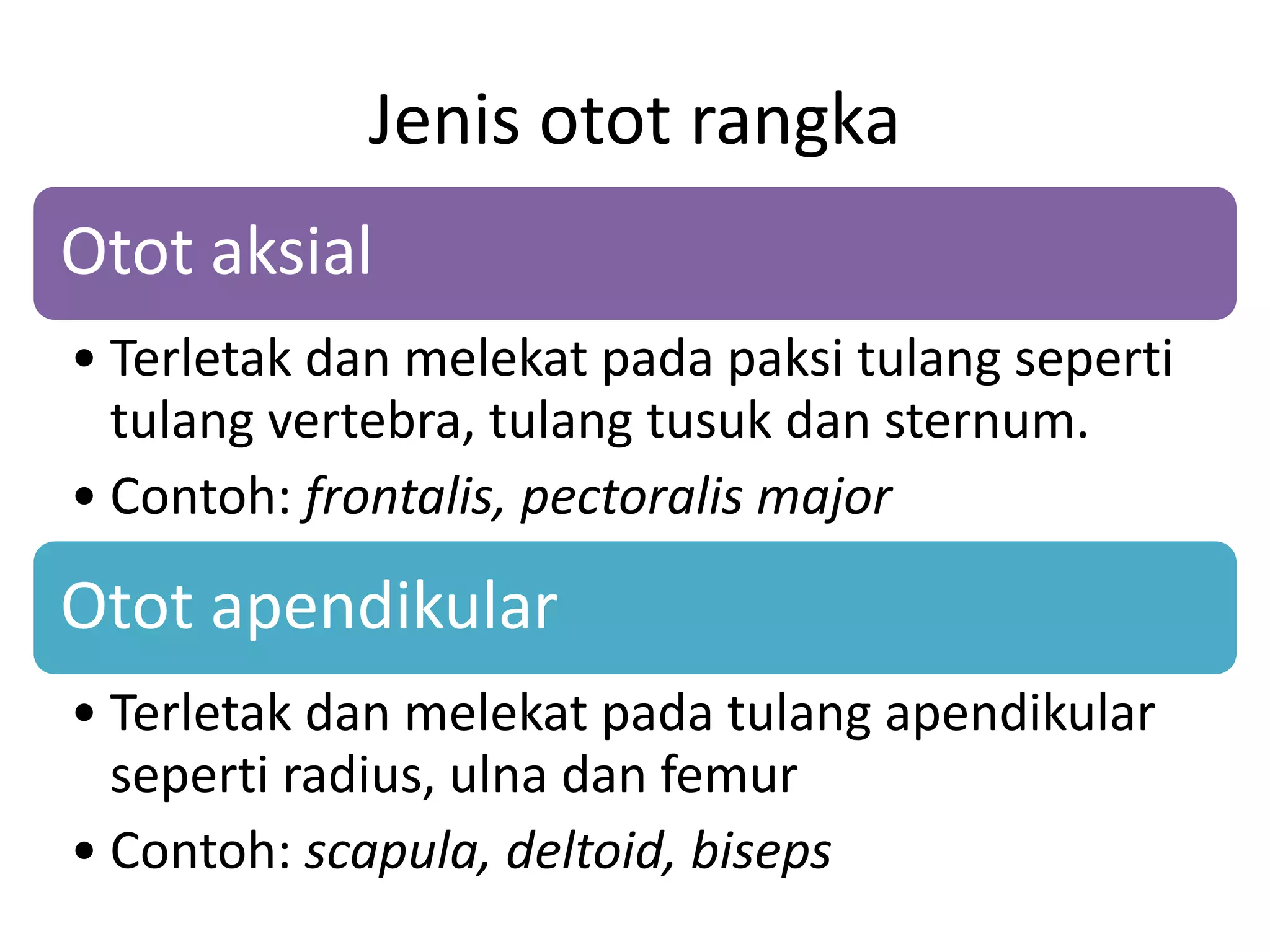 Jenis otot rangka
Otot aksial
• Terletak dan melekat pada paksi tulang seperti
tulang vertebra, tulang tusuk dan sternum.
• Contoh: frontalis, pectoralis major
Otot apendikular
• Terletak dan melekat pada tulang apendikular
seperti radius, ulna dan femur
• Contoh: scapula, deltoid, biseps
 