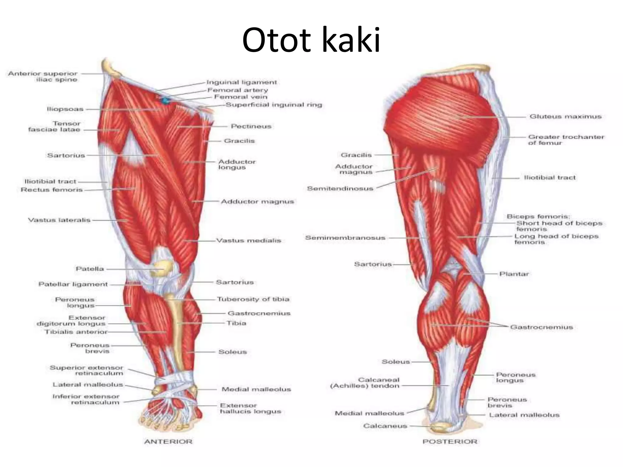 Otot kaki
 