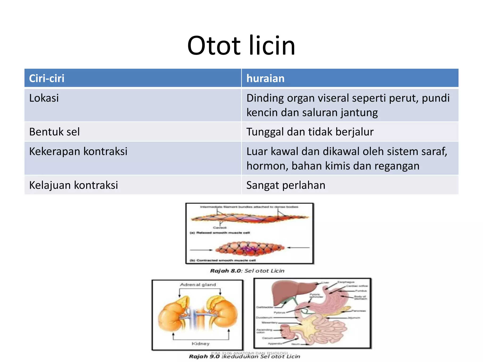 Otot licin
Ciri-ciri huraian
Lokasi Dinding organ viseral seperti perut, pundi
kencin dan saluran jantung
Bentuk sel Tunggal dan tidak berjalur
Kekerapan kontraksi Luar kawal dan dikawal oleh sistem saraf,
hormon, bahan kimis dan regangan
Kelajuan kontraksi Sangat perlahan
 