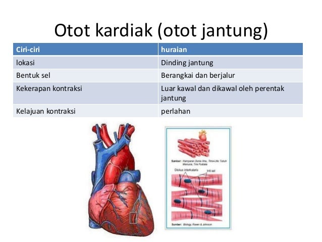 Otot Jantung Ciri Cirinya Sistem otot