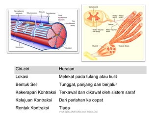 Ciri-ciri            Huraian
Lokasi               Melekat pada tulang atau kulit
Bentuk Sel           Tunggal, panjang dan berjalur
Kekerapan Kontraksi Terkawal dan dikawal oleh sistem saraf
Kelajuan Kontraksi   Dari perlahan ke cepat
Rentak Kontraksi     Tiada
                     PJM 3106 ANATOMI DAN FISIOLOGI
 