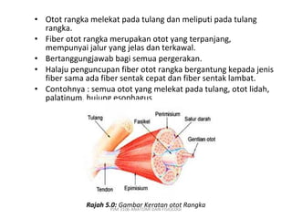 • Otot rangka melekat pada tulang dan meliputi pada tulang
  rangka.
• Fiber otot rangka merupakan otot yang terpanjang,
  mempunyai jalur yang jelas dan terkawal.
• Bertanggungjawab bagi semua pergerakan.
• Halaju penguncupan fiber otot rangka bergantung kepada jenis
  fiber sama ada fiber sentak cepat dan fiber sentak lambat.
• Contohnya : semua otot yang melekat pada tulang, otot lidah,
  palatinum, hujung esophagus




             Rajah 5.0: Gambar Keratan otot Rangka
                     PJM 3106 ANATOMI DAN FISIOLOGI
 