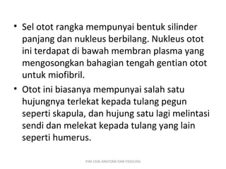 • Sel otot rangka mempunyai bentuk silinder
  panjang dan nukleus berbilang. Nukleus otot
  ini terdapat di bawah membran plasma yang
  mengosongkan bahagian tengah gentian otot
  untuk miofibril.
• Otot ini biasanya mempunyai salah satu
  hujungnya terlekat kepada tulang pegun
  seperti skapula, dan hujung satu lagi melintasi
  sendi dan melekat kepada tulang yang lain
  seperti humerus.

                 PJM 3106 ANATOMI DAN FISIOLOGI
 