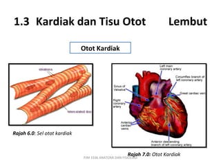 1.3 Kardiak dan Tisu Otot                                              Lembut

                              Otot Kardiak




Rajah 6.0: Sel otot kardiak


                                                      Rajah 7.0: Otot Kardiak
                              PJM 3106 ANATOMI DAN FISIOLOGI
 