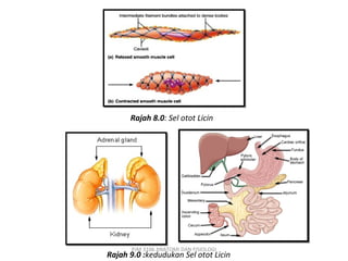 Rajah 8.0: Sel otot Licin




       PJM 3106 ANATOMI DAN FISIOLOGI
Rajah 9.0 :kedudukan Sel otot Licin
 
