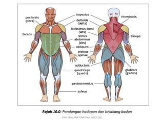Rajah 10.0: Pandangan hadapan dan belakang badan
          PJM 3106 ANATOMI DAN FISIOLOGI
 