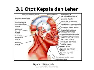 3.1 Otot Kepala dan Leher




      Rajah 11: Otot kepala
        PJM 3106 ANATOMI DAN FISIOLOGI
 