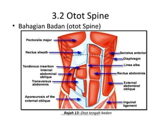 3.2 Otot Spine
• Bahagian Badan (otot Spine)




               PJM 3106 ANATOMI DAN tengah
                 Rajah 13: Otot FISIOLOGI    badan
 