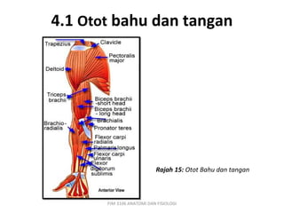 4.1 Otot bahu dan tangan




                            Rajah 15: Otot Bahu dan tangan



       PJM 3106 ANATOMI DAN FISIOLOGI
 