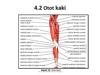 4.2 Otot kaki




    Rajah 16: Otot kaki
 PJM 3106 ANATOMI DAN FISIOLOGI
 