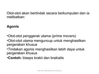 Otot-otot akan bertindak secara berkumpulan dan ia
melibatkan:

Agonis

•Otot-otot penggerak utama (prime movers)
•Otot-otot utama menguncup untuk menghasilkan
pergerakan khusus
•Tindakan agonis menghasilkan lebih daya untuk
pergerakan khusus
•Contoh: biseps brakii dan brakialis


                  PJM 3106 ANATOMI DAN FISIOLOGI
 