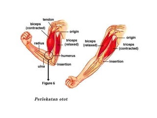 Perlekatan otot
 
