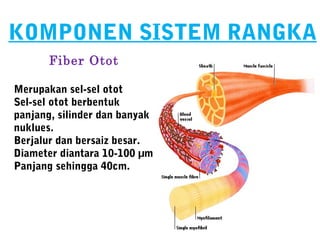 KOMPONEN SISTEM RANGKA
       Fiber Otot

Merupakan sel-sel otot
Sel-sel otot berbentuk
panjang, silinder dan banyak
nuklues.
Berjalur dan bersaiz besar.
Diameter diantara 10-100 µm
Panjang sehingga 40cm.
 