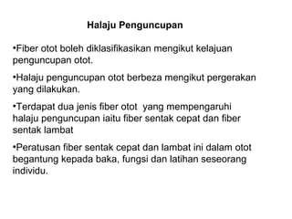 Halaju Penguncupan

●
 Fiber otot boleh diklasifikasikan mengikut kelajuan
penguncupan otot.
●
 Halaju penguncupan otot berbeza mengikut pergerakan
yang dilakukan.
●
 Terdapat dua jenis fiber otot yang mempengaruhi
halaju penguncupan iaitu fiber sentak cepat dan fiber
sentak lambat
●
 Peratusan fiber sentak cepat dan lambat ini dalam otot
begantung kepada baka, fungsi dan latihan seseorang
individu.
 