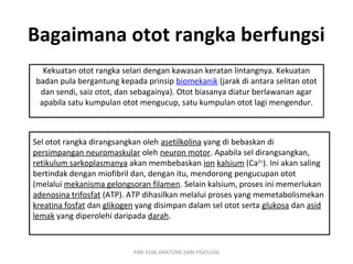 Bagaimana otot rangka berfungsi
  Kekuatan otot rangka selari dengan kawasan keratan lintangnya. Kekuatan
badan pula bergantung kepada prinsip biomekanik (jarak di antara selitan otot
 dan sendi, saiz otot, dan sebagainya). Otot biasanya diatur berlawanan agar
 apabila satu kumpulan otot mengucup, satu kumpulan otot lagi mengendur.



Sel otot rangka dirangsangkan oleh asetilkolina yang di bebaskan di
persimpangan neuromaskular oleh neuron motor. Apabila sel dirangsangkan,
retikulum sarkoplasmanya akan membebaskan ion kalsium (Ca2+). Ini akan saling
bertindak dengan miofibril dan, dengan itu, mendorong pengucupan otot
(melalui mekanisma gelongsoran filamen. Selain kalsium, proses ini memerlukan
adenosina trifosfat (ATP). ATP dihasilkan melalui proses yang memetabolismekan
kreatina fosfat dan glikogen yang disimpan dalam sel otot serta glukosa dan asid
lemak yang diperolehi daripada darah.



                           PJM 3106 ANATOMI DAN FISIOLOGI
 